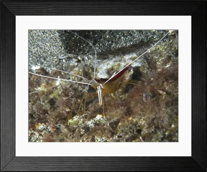 Framed Print : Atlantic white-banded cleaner shrimp (Lysmata grabhami) at night Framed Print : Atlantic white-banded cleaner shrimp (Lysmata grabhami) at night