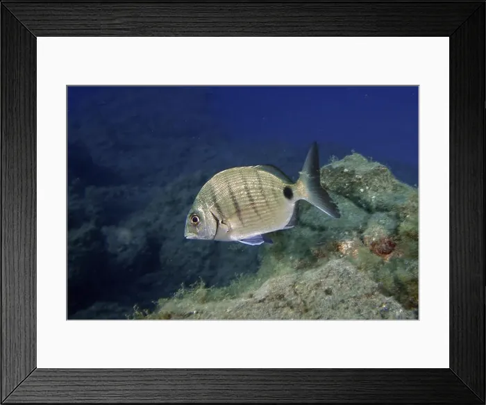 Framed Print : A single goat bream (Diplodus sargus cadenati) swimming in deep blue water near rocks Framed Print : A single goat bream (Diplodus sargus cadenati) swimming in deep blue water near rocks