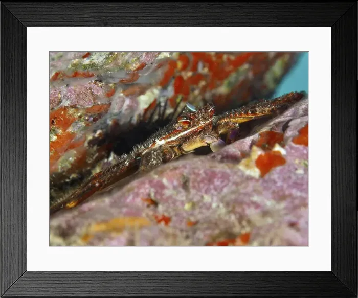 Framed Print : Algae-eating crab (Percnon gibbesi) hiding between colourful rocks on the seabed Framed Print : Algae-eating crab (Percnon gibbesi) hiding between colourful rocks on the seabed