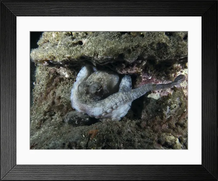 Framed Print : Octopus, Common Octopus (Octopus vulgaris) Framed Print : Octopus, Common Octopus (Octopus vulgaris)