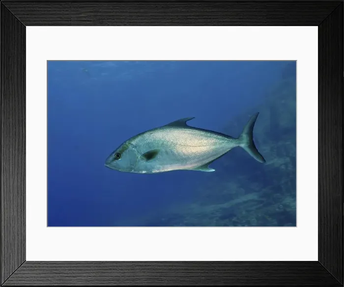 Framed Print : A single silver fish, eye-stripe amberjack (Seriola rivoliana) Framed Print : A single silver fish, eye-stripe amberjack (Seriola rivoliana)