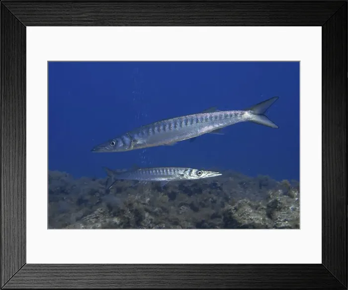 Framed Print : Two barracudas (Sphyraena viridensis) swimming side by side in the sea Framed Print : Two barracudas (Sphyraena viridensis) swimming side by side in the sea