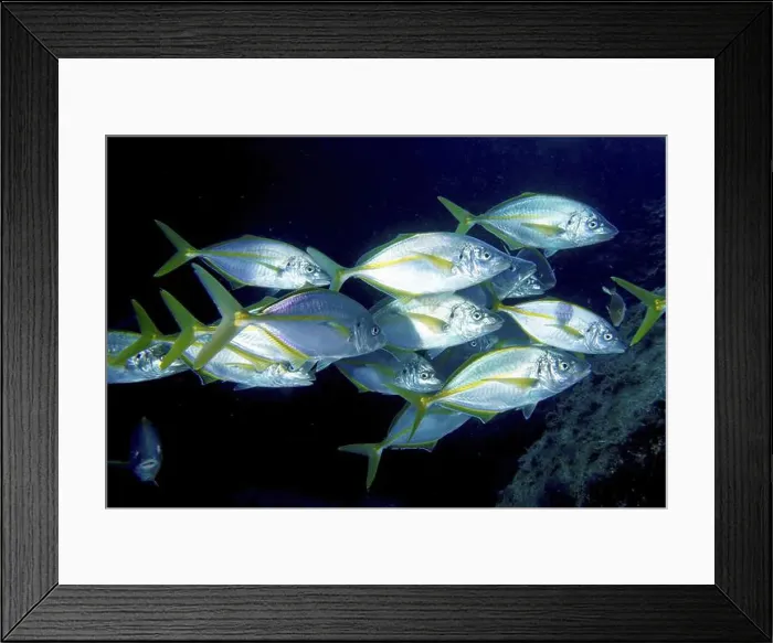 Framed Print : A lively shoal of yellowfin mackerel (Pseudocaranx dentex) swimming together in the blue sea Framed Print : A lively shoal of yellowfin mackerel (Pseudocaranx dentex) swimming together in the blue sea