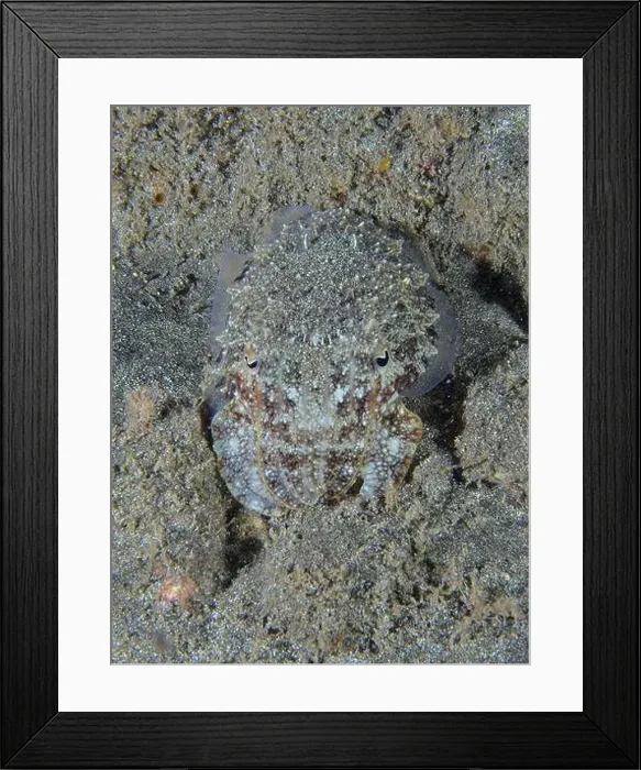 Framed Print : A cuttlefish, Common cuttlefish (Sepia officinalis) juvenile Framed Print : A cuttlefish, Common cuttlefish (Sepia officinalis) juvenile