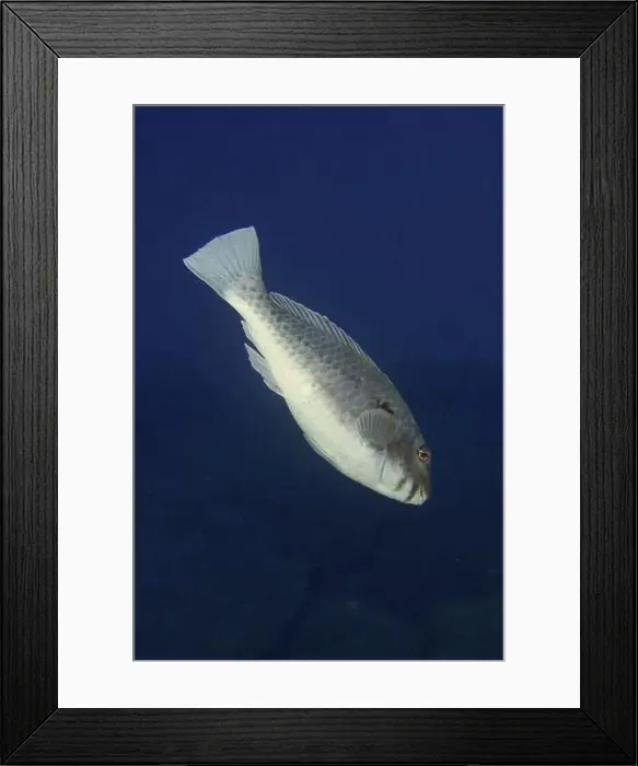 Framed Print : A single Mediterranean parrotfish (Sparisoma cretense) swimming in the open blue water of the ocean Framed Print : A single Mediterranean parrotfish (Sparisoma cretense) swimming in the open blue water of the ocean