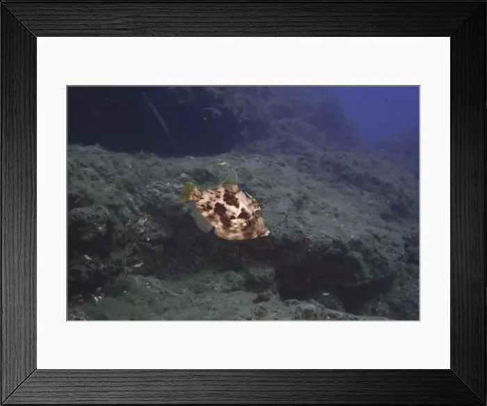 Framed Print : A brown filefish (Stephanolepis hispidus) swimming over a rocky underwater landscape Framed Print : A brown filefish (Stephanolepis hispidus) swimming over a rocky underwater landscape