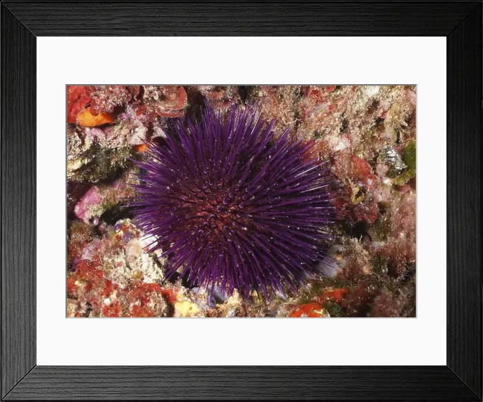 Framed Print : Sphaerechinus granularis (Sphaerechinus granularis) among red algae on the seabed Framed Print : Sphaerechinus granularis (Sphaerechinus granularis) among red algae on the seabed