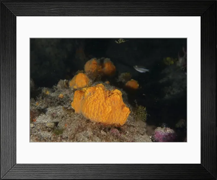 Framed Print : A bright yellow breadcrumb sponge (Hymeniacidon perlevis) Framed Print : A bright yellow breadcrumb sponge (Hymeniacidon perlevis)