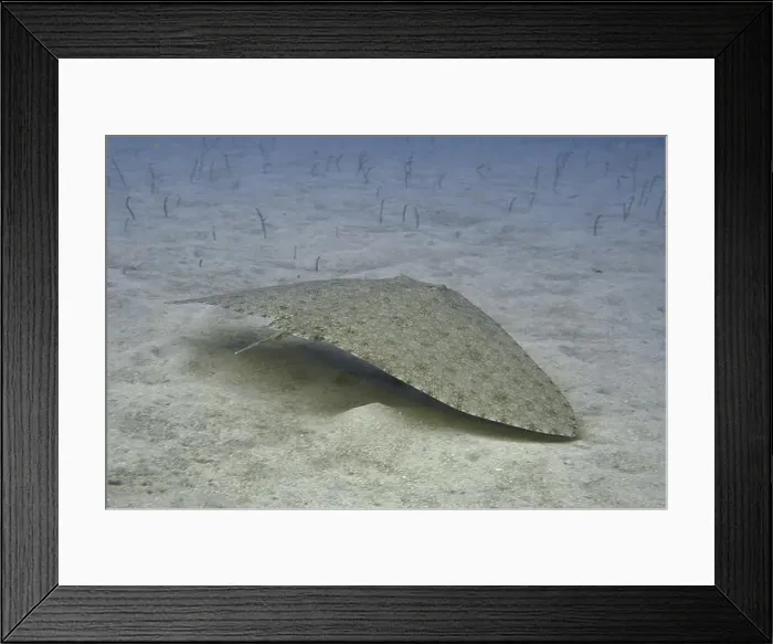 Framed Print : A butterfly ray (Gymnura altavela) glides camouflaged over sandy bottom Framed Print : A butterfly ray (Gymnura altavela) glides camouflaged over sandy bottom