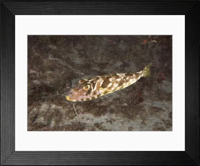 Framed Print : A fish with a distinctive pattern Framed Print : A fish with a distinctive pattern