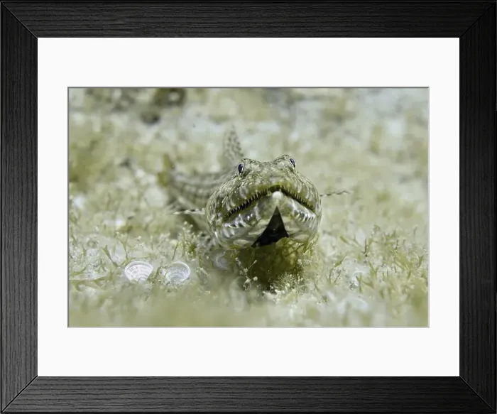 Framed Print : A fish with camouflage pattern Framed Print : A fish with camouflage pattern