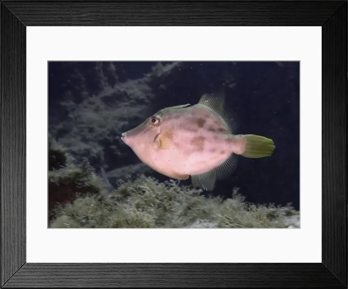 Framed Print : A brown filefish (Stephanolepis hispidus) with green fins swimming in the sea Framed Print : A brown filefish (Stephanolepis hispidus) with green fins swimming in the sea