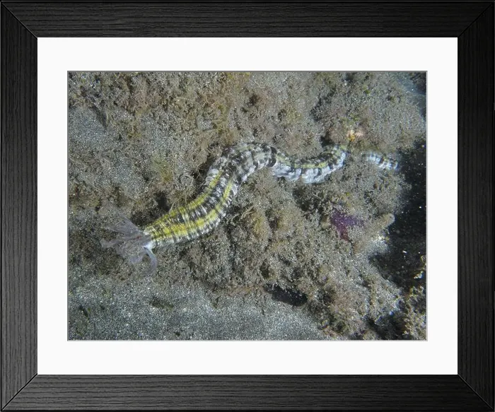 Framed Print : A colourful snake sea cucumber (Euapta lappa) Framed Print : A colourful snake sea cucumber (Euapta lappa)