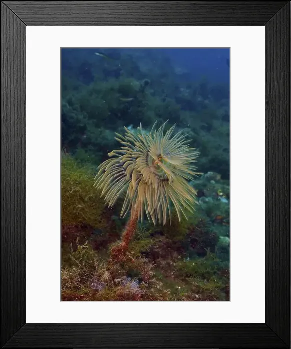 Framed Print : A feathery screw table (Sabella spallanzanii) stands upright in the blue water Framed Print : A feathery screw table (Sabella spallanzanii) stands upright in the blue water