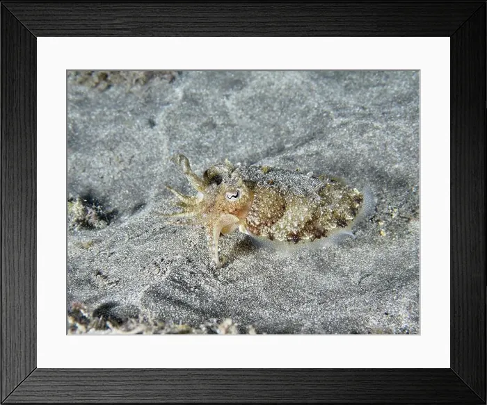 Framed Print : Juvenile Common cuttlefish (Sepia officinalis) moving over sandy seabed Framed Print : Juvenile Common cuttlefish (Sepia officinalis) moving over sandy seabed
