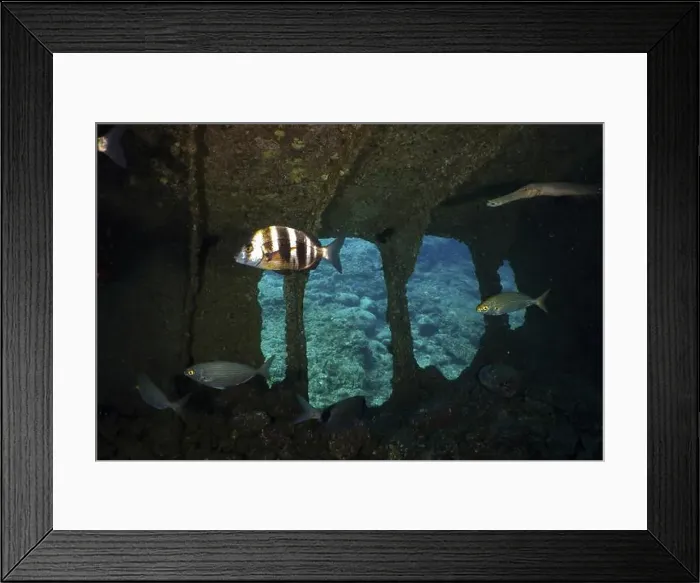 Framed Print : Several fish swimming in a room of a shipwreck Framed Print : Several fish swimming in a room of a shipwreck