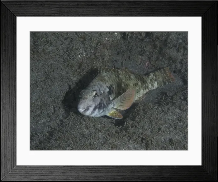 Framed Print : A well camouflaged Mediterranean parrotfish (Sparisoma cretense) resting on the sandy seabed at night Framed Print : A well camouflaged Mediterranean parrotfish (Sparisoma cretense) resting on the sandy seabed at night