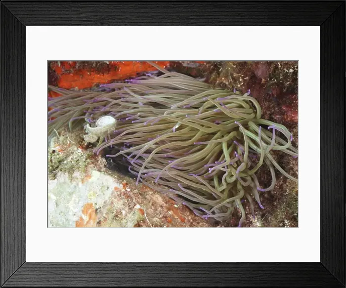 Framed Print : Underwater image of a wax rose (Anemonia sulcata) with purple tips on the reef Framed Print : Underwater image of a wax rose (Anemonia sulcata) with purple tips on the reef