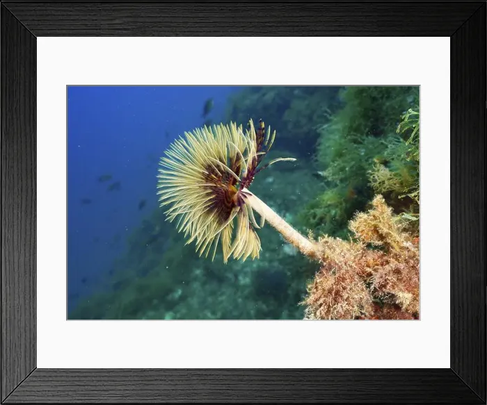 Framed Print : An elegant spiral sea butterfly (Sabella spallanzanii) spreads out in the blue ocean Framed Print : An elegant spiral sea butterfly (Sabella spallanzanii) spreads out in the blue ocean