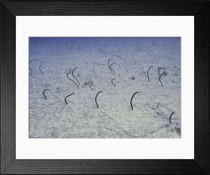 Framed Print : Several Brown garden eels (Heteroconger longissimus) sticking out of the sandy seabed under water Framed Print : Several Brown garden eels (Heteroconger longissimus) sticking out of the sandy seabed under water