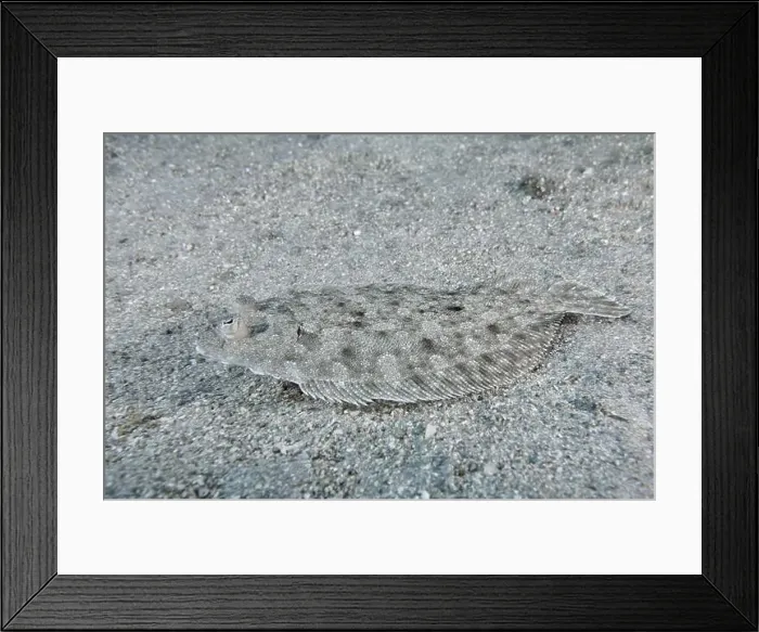 Framed Print : A shallow wide-eyed turbot (Bothus podas maderensis) camouflaged on a sandy bottom Framed Print : A shallow wide-eyed turbot (Bothus podas maderensis) camouflaged on a sandy bottom