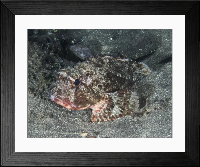 Framed Print : A camouflage-coloured marine animal