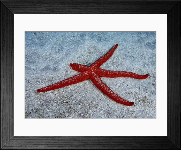 Framed Print : Red starfish (Echinaster sepositus) on sandy seabed Framed Print : Red starfish (Echinaster sepositus) on sandy seabed