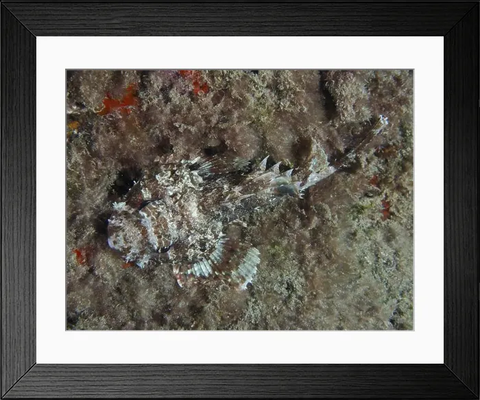 Framed Print : A camouflaged Black scorpionfish (Scorpaena porcus) resting on the bottom between algae at night Framed Print : A camouflaged Black scorpionfish (Scorpaena porcus) resting on the bottom between algae at night