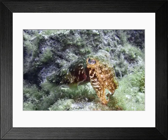 Framed Print : Common cuttlefish (Sepia officinalis) camouflages itself in the greenish underwater area