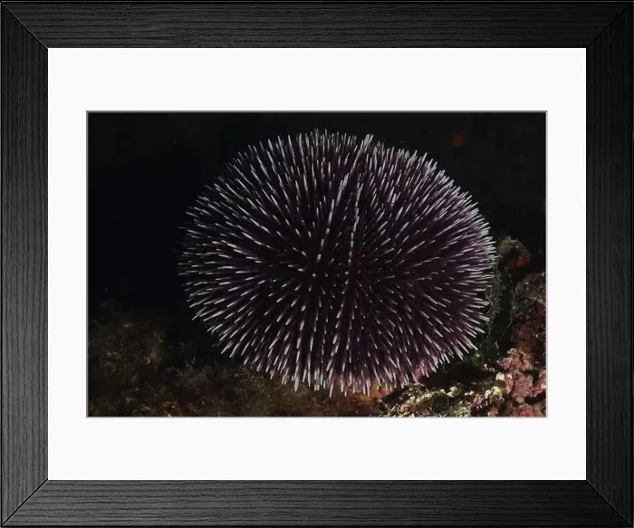 Framed Print : Sea urchin with dark texture, Sphaerechinus granularis (Sphaerechinus granularis) Framed Print : Sea urchin with dark texture, Sphaerechinus granularis (Sphaerechinus granularis)