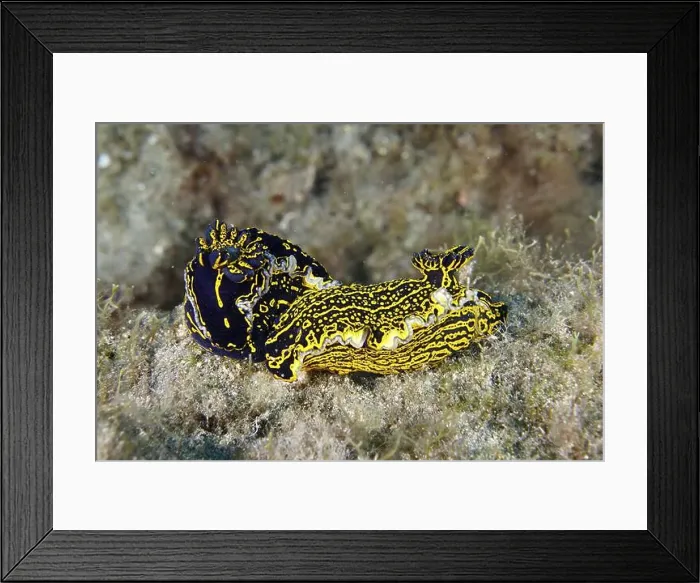 Framed Print : Two bright yellow-violet star snails (Felimare Picta) mating on the seabed Framed Print : Two bright yellow-violet star snails (Felimare Picta) mating on the seabed