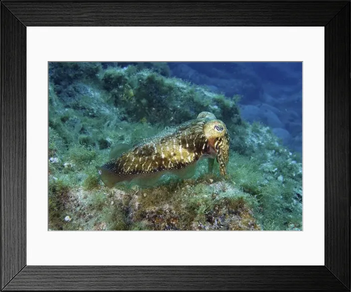 Framed Print : Common cuttlefish (Sepia officinalis) swimming over an algae-covered seabed Framed Print : Common cuttlefish (Sepia officinalis) swimming over an algae-covered seabed