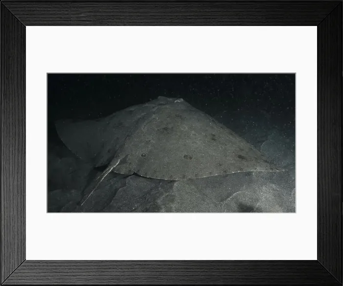 Framed Print : A butterfly ray (Gymnura altavela) rests camouflaged on a sandy seabed in the dark Framed Print : A butterfly ray (Gymnura altavela) rests camouflaged on a sandy seabed in the dark