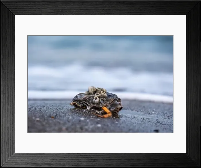 Framed Print : A shell with a crab inside is laying on the beach Framed Print : A shell with a crab inside is laying on the beach