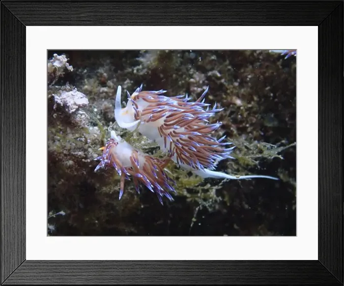 Framed Print : Two bright purple nudibranchs, travelling thread snail (Cratena peregrina)