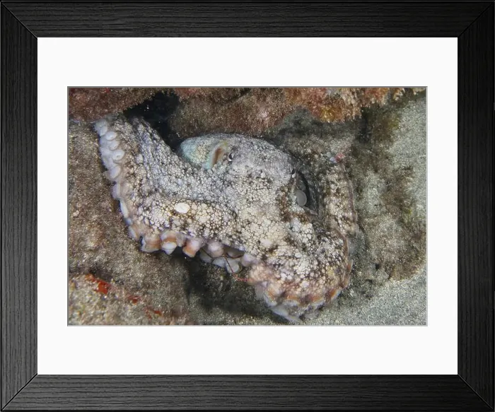 Framed Print : An octopus, Common Octopus (Octopus vulgaris) Framed Print : An octopus, Common Octopus (Octopus vulgaris)
