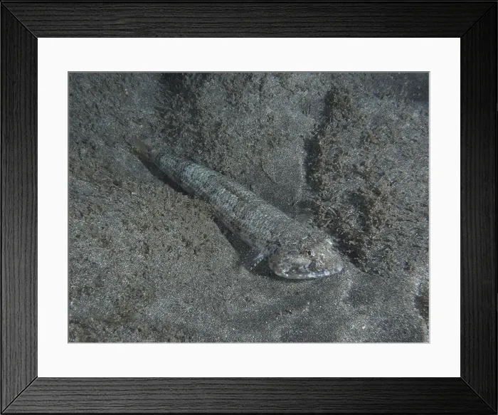 Framed Print : Atlantic lizardfish (Synodus saurus) almost invisible on a grey sandy bottom Framed Print : Atlantic lizardfish (Synodus saurus) almost invisible on a grey sandy bottom