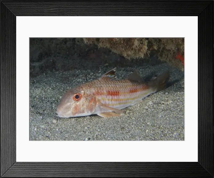 Framed Print : A striped barb (Mullus surmuletus) with red eyes lies on the sandy seabed Framed Print : A striped barb (Mullus surmuletus) with red eyes lies on the sandy seabed