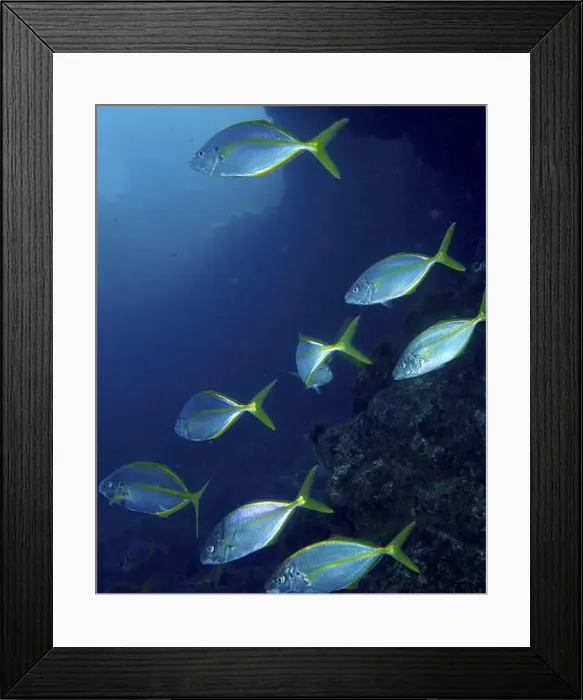 Framed Print : Several yellowfin mackerel (Pseudocaranx dentex) swimming in synchronisation along a deep sea ridge Framed Print : Several yellowfin mackerel (Pseudocaranx dentex) swimming in synchronisation along a deep sea ridge