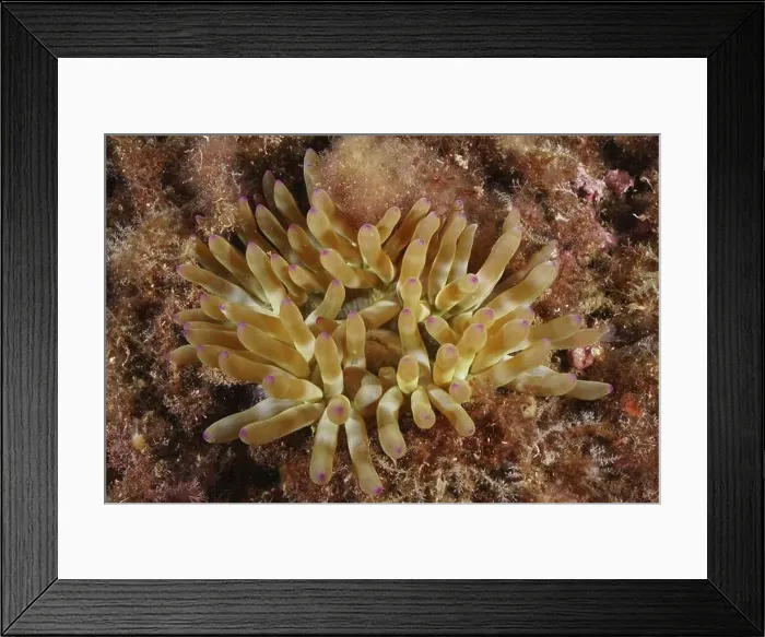 Framed Print : Yellow rock rose (Cribrinopsis crassa) with purple tips on sandy ground Framed Print : Yellow rock rose (Cribrinopsis crassa) with purple tips on sandy ground
