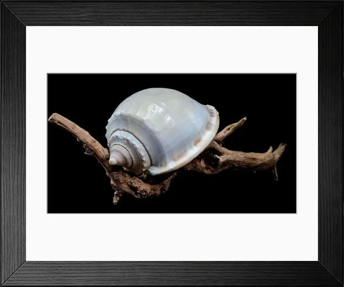 Framed Print : Close-up of a Phalium glaucum seashell placed on weathered driftwood Framed Print : Close-up of a Phalium glaucum seashell placed on weathered driftwood