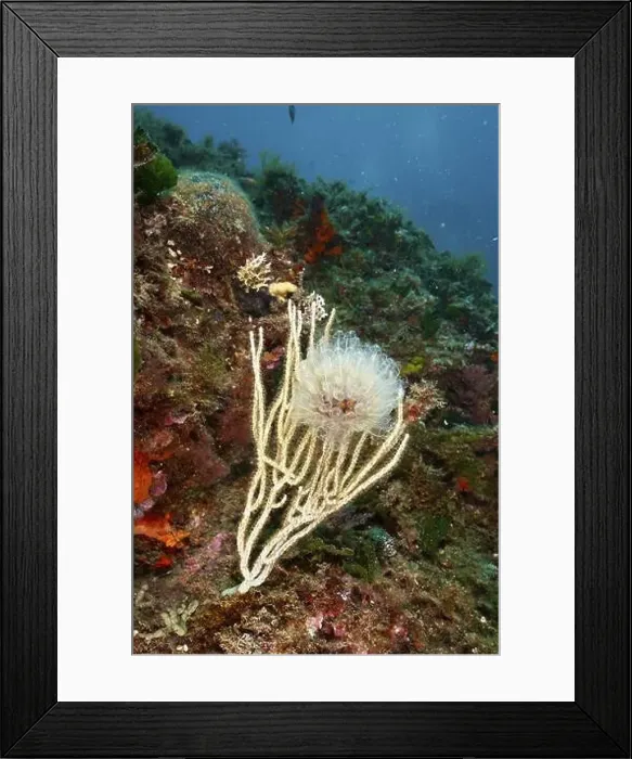 Framed Print : Translucent Sea squirt (Clavelina Dellavallei) on white gorgonian (Eunicella singularis) Framed Print : Translucent Sea squirt (Clavelina Dellavallei) on white gorgonian (Eunicella singularis)