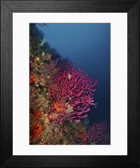 Framed Print : Violescent sea-whip (Paramuricea clavata) in deep blue water horizon