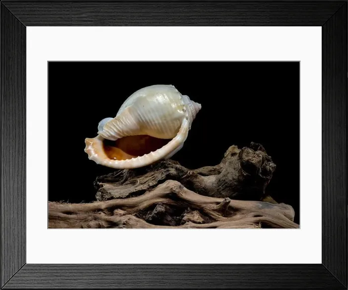 Framed Print : Close-up of a Phalium glaucum seashell placed on weathered driftwood Framed Print : Close-up of a Phalium glaucum seashell placed on weathered driftwood