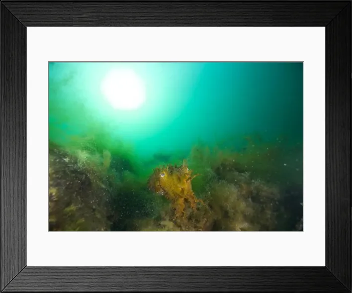 Framed Print : Marine Life of Port Philip bay, Australia Framed Print : Marine Life of Port Philip bay, Australia
