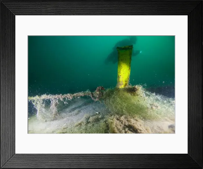 Framed Print : Marine Life of Port Philip bay, Australia Framed Print : Marine Life of Port Philip bay, Australia