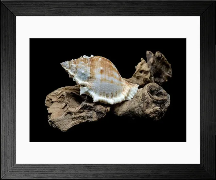 Framed Print : Close-up of a Bursa spinosa seashell displayed on textured driftwood against a black background Framed Print : Close-up of a Bursa spinosa seashell displayed on textured driftwood against a black background