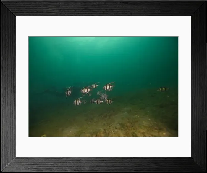 Framed Print : Marine Life of Port Philip bay, Australia