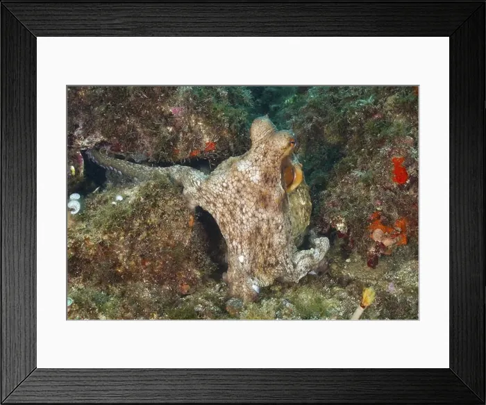 Framed Print : Octopus, Common Octopus (Octopus vulgaris) Framed Print : Octopus, Common Octopus (Octopus vulgaris)