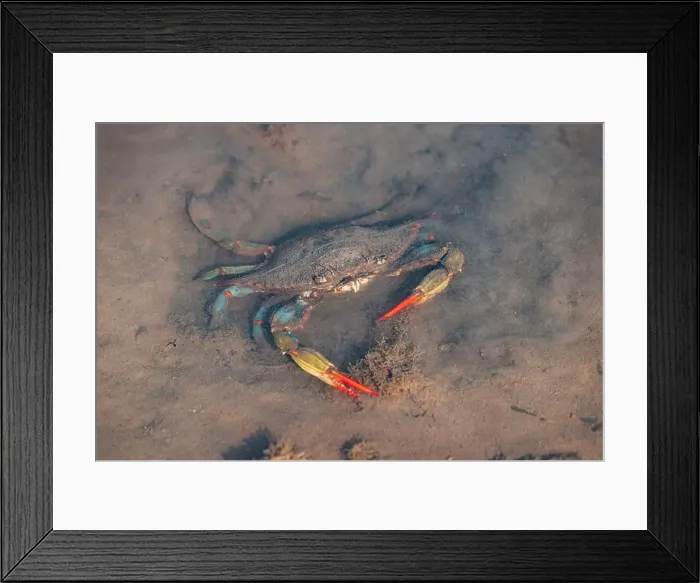 Framed Print : Atlantic blue crab moving in shallow dirty water Framed Print : Atlantic blue crab moving in shallow dirty water